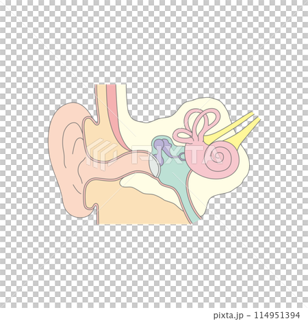 Structure of the human ear Structure of the human ear 114951394