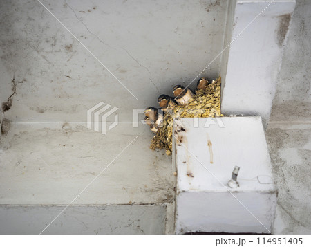 ツバメの雛たち ツバメの雛たち 114951405