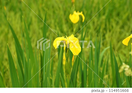 黄色い花菖蒲 114951608
