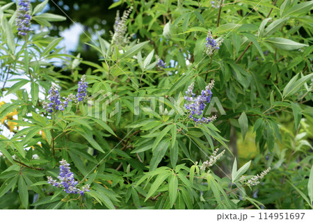 セイヨウニンジンボク 114951697