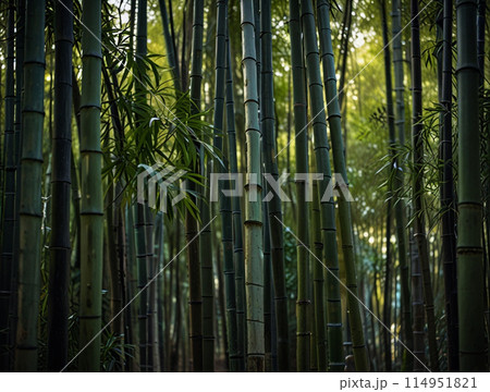 涼しげな竹林【AI生成画像】 114951821