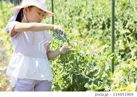 野菜の収穫を楽しむ子供 114951904