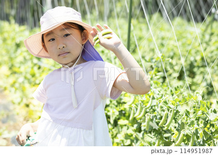 野菜の収穫を楽しむ子供 野菜の収穫を楽しむ子供 114951987