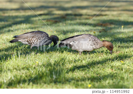 Australian Wood Ducks foraging for food on a large grassy field 114951992