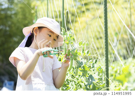 野菜の収穫を楽しむ子供 野菜の収穫を楽しむ子供 114951995