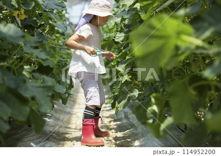 野菜の収穫を楽しむ子供 114952200