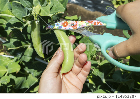 野菜の収穫を楽しむ子供 野菜の収穫を楽しむ子供 114952287