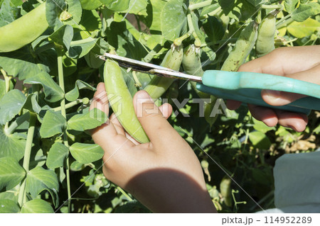 野菜の収穫を楽しむ子供 野菜の収穫を楽しむ子供 114952289