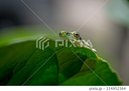 葉っぱにニホンアマガエル 葉っぱにニホンアマガエル 114952364