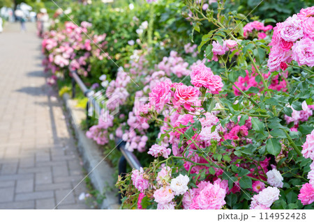 神奈川県横浜市 5月の山下公園の風景(ローズガーデン) 神奈川県横浜市 5月の山下公園の風景(ローズガーデン) 114952428