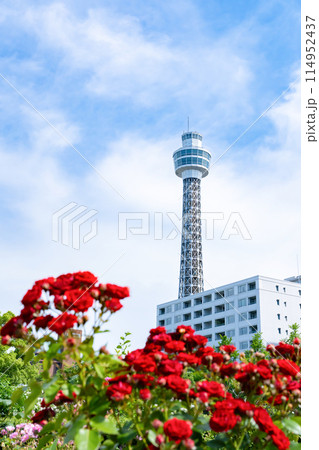 神奈川県横浜市　5月の山下公園の風景(ローズガーデン) 114952437