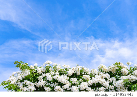 神奈川県横浜市 5月の山下公園の風景(ローズガーデン) 神奈川県横浜市 5月の山下公園の風景(ローズガーデン) 114952443