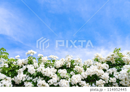 神奈川県横浜市 5月の山下公園の風景(ローズガーデン) 神奈川県横浜市 5月の山下公園の風景(ローズガーデン) 114952445