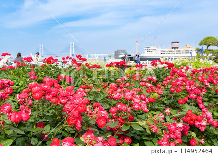 神奈川県横浜市　5月の山下公園の風景(ローズガーデン) 114952464
