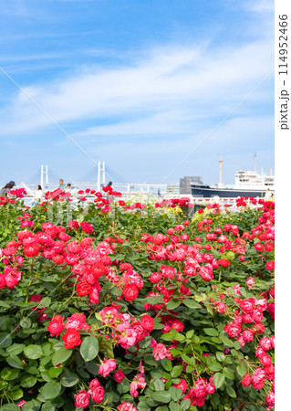 神奈川県横浜市 5月の山下公園の風景(ローズガーデン) 神奈川県横浜市 5月の山下公園の風景(ローズガーデン) 114952466