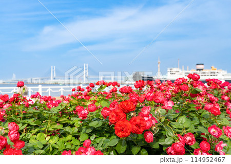 神奈川県横浜市　5月の山下公園の風景(ローズガーデン) 114952467