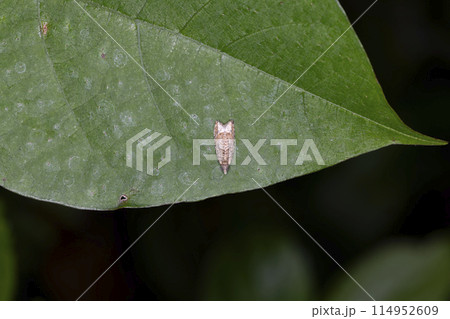 ニレコヒメハマキ 114952609