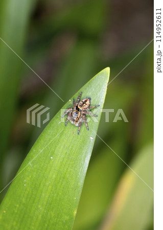 ネコハエトリ ネコハエトリ 114952611