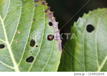 ヘリグロテントウノミハムシ 114952639
