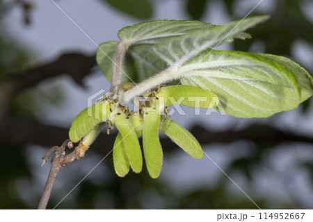 メグスリノキ 114952667