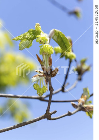 メグスリノキ 114952669