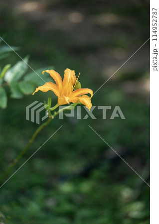 カンゾウの花 114952787