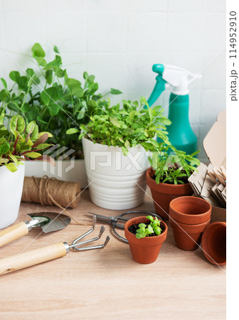 Indoor Herb Garden Kit With Fresh Green Plants and Gardening Tools 114952910