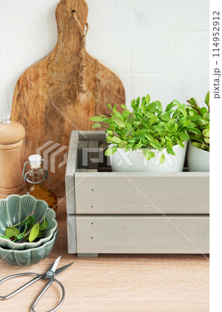 Fresh Herbs Grown in White Pots Inside a Gray Wooden Box in a Kitchen Setting 114952912