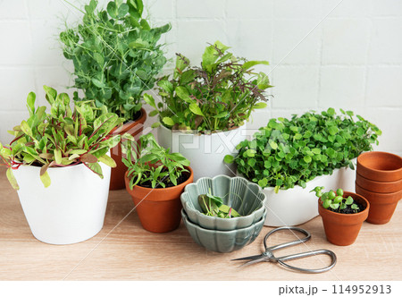Indoor Herb Garden Kit With Fresh Green Plants Indoor Herb Garden Kit With Fresh Green Plants 114952913