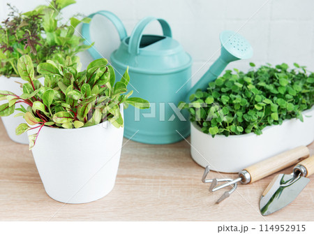 Indoor Herb Garden Kit With Fresh Green Plants 114952915