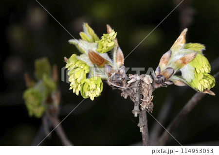 メグスリノキ 114953053