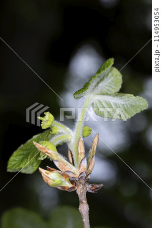 メグスリノキ 114953054