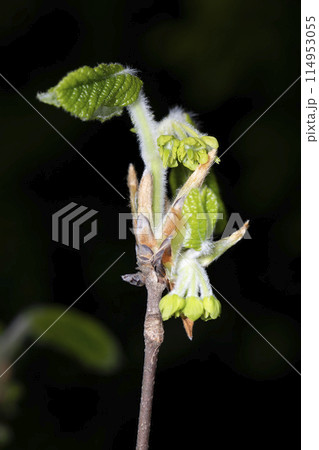 メグスリノキ 114953055