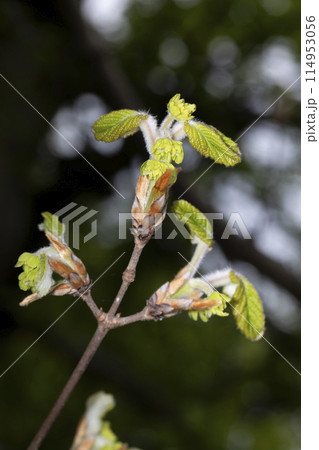 メグスリノキ 114953056