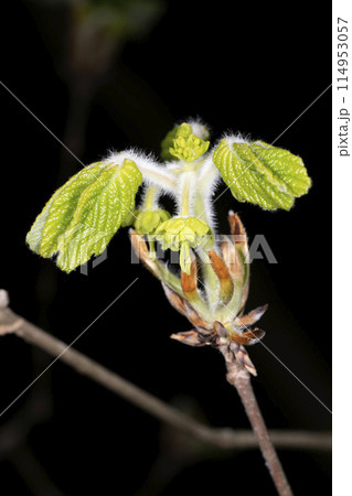 メグスリノキ メグスリノキ 114953057