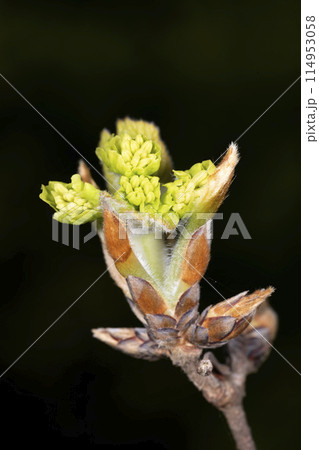 メグスリノキ 114953058