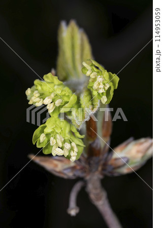 メグスリノキ 114953059