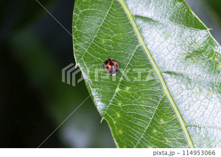 テントウムシ 114953066
