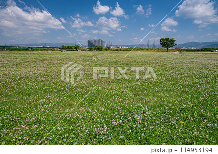 シロツメクサ咲く淀川河川公園枚方地区　枚方市　 114953194