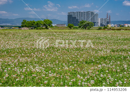 一面にシロツメクサ咲く淀川河川公園枚方地区　枚方市　 114953206