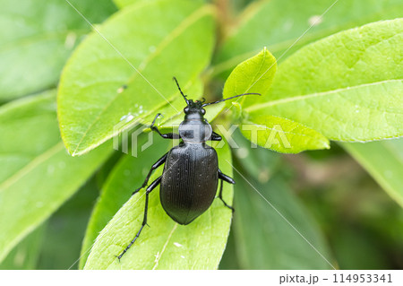 クロカタビロオサムシ クロカタビロオサムシ 114953341