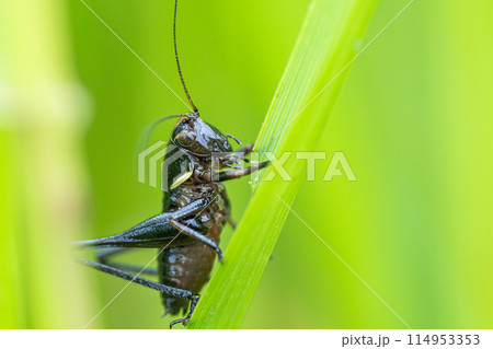 ヒメギス幼虫 114953353