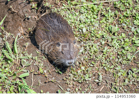 ヌートリア 114953360
