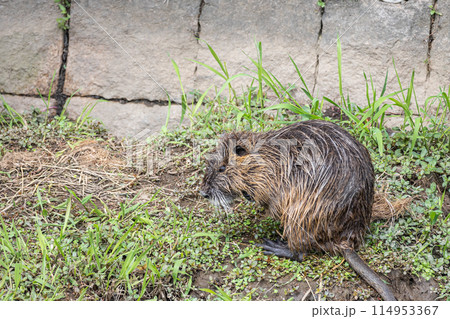 ヌートリア 114953367