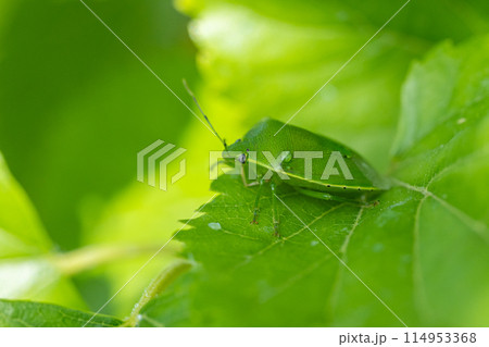 ツヤアオカメムシ 114953368
