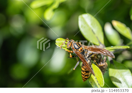 セグロアシナガバチ 114953370