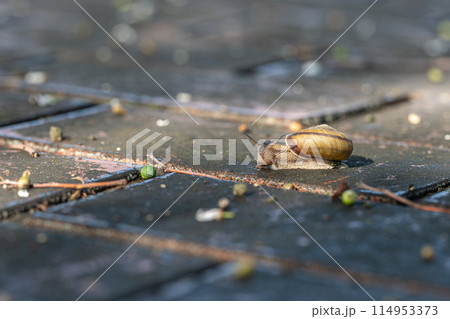 路上を這うカタツムリ(ナミマイマイ) 路上を這うカタツムリ(ナミマイマイ) 114953373
