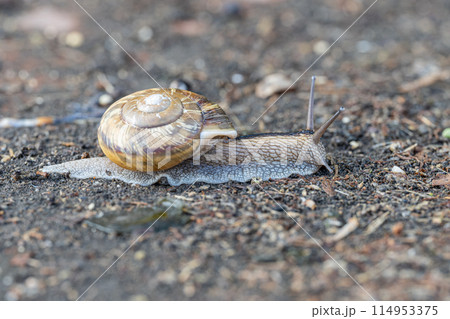 路上を這うカタツムリ（ナミマイマイ） 114953375