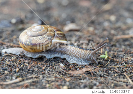 路上を這うカタツムリ（ナミマイマイ） 114953377