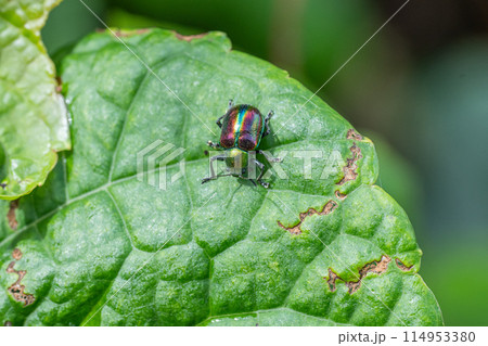アカガネサルハムシ アカガネサルハムシ 114953380